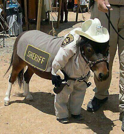 Suivi administratif et budget du cheval