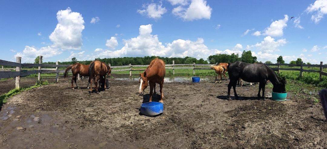 Des Chevaux en train de s'alimenter dans leur carrière