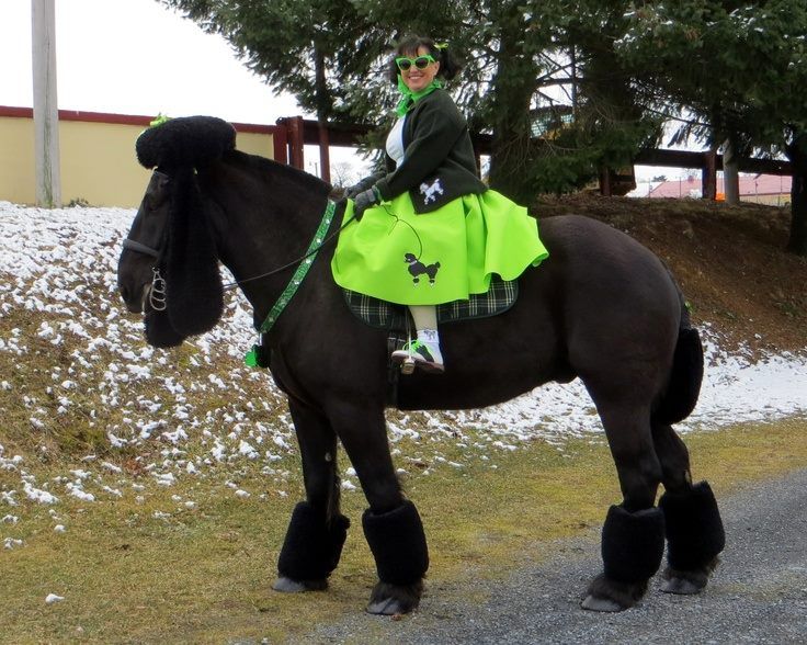 Les premières semaines avec un cheval : guide pour nouveaux propriétaires