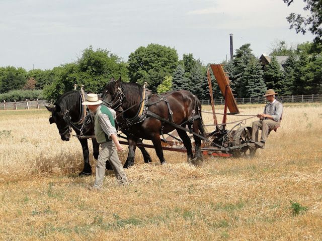 La gestion du cheval au travail