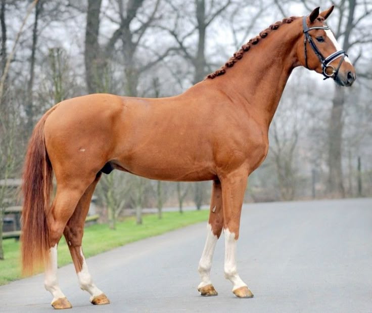 Le comportement du cheval