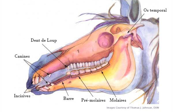 La dentition du cheval
