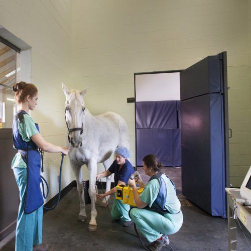 Les maladies courantes chez le cheval