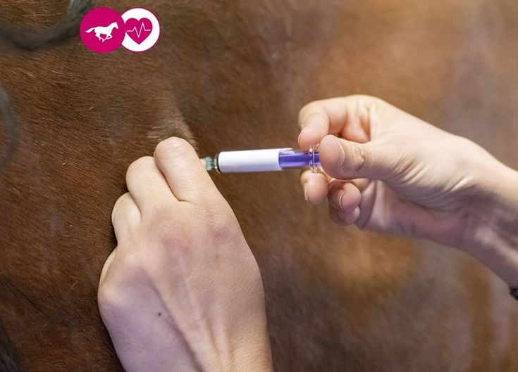 La vaccination et les vermifuges
