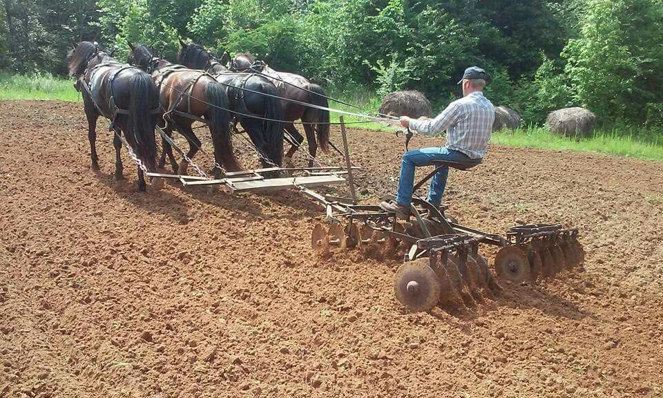 Agent commercial en équidés