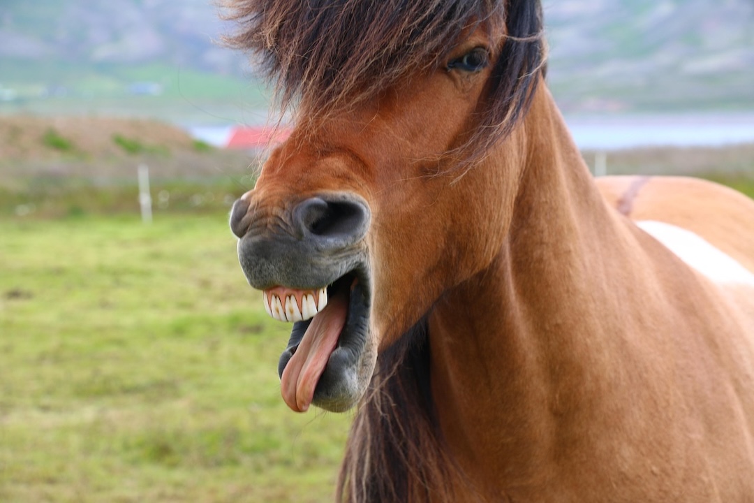 Connaître le cheval