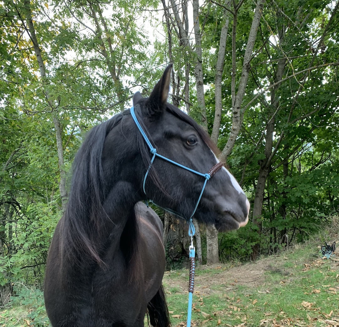 Photographie d'un cheval équipé du licol Ethologique de Gracie Création