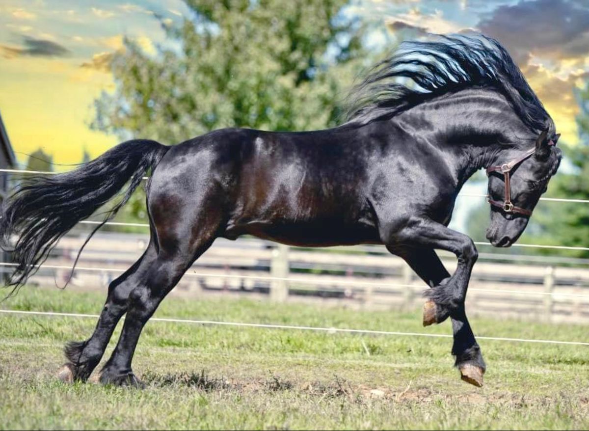 Warlander