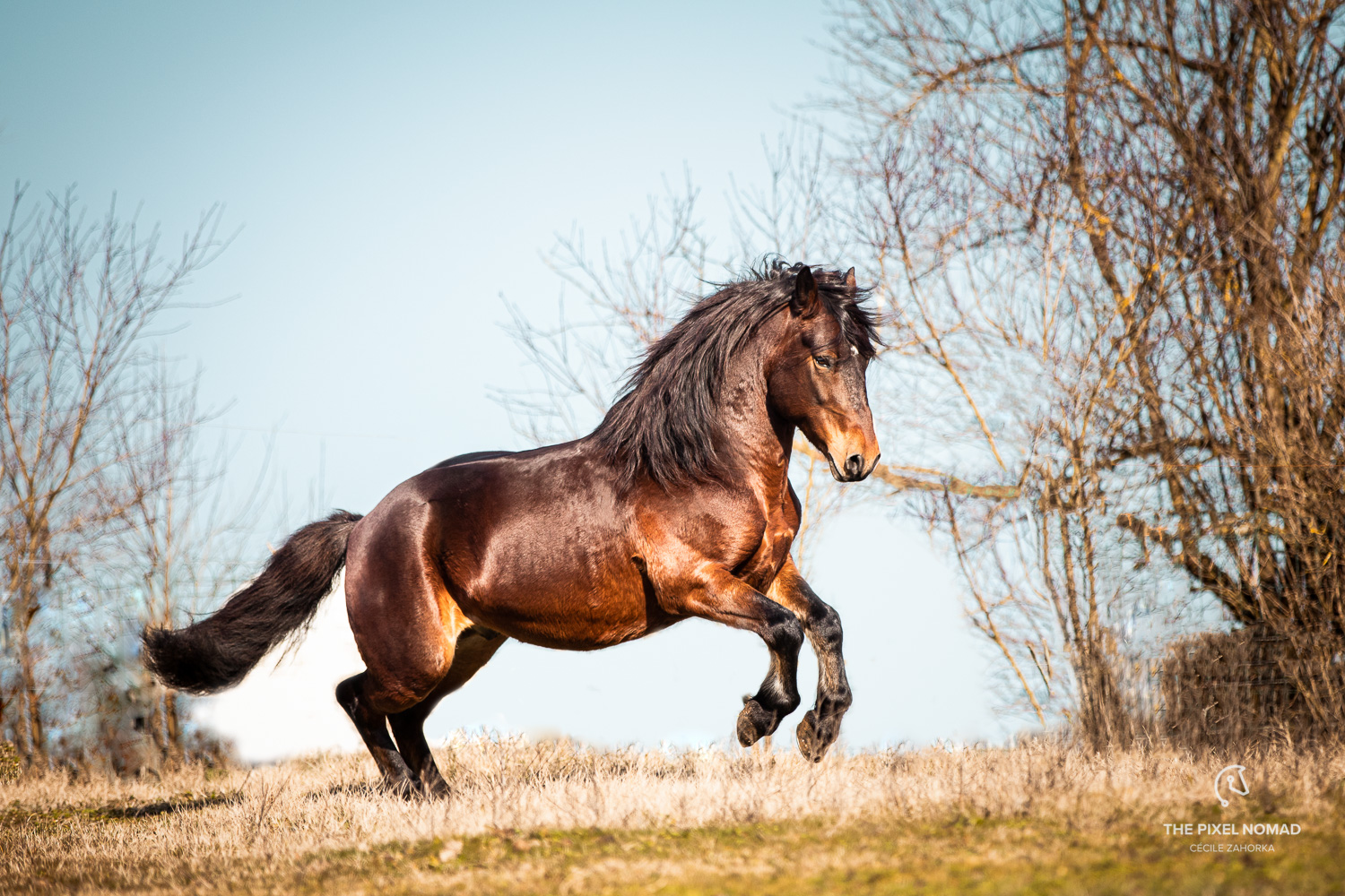 Cheval du Vercors de Barraquand