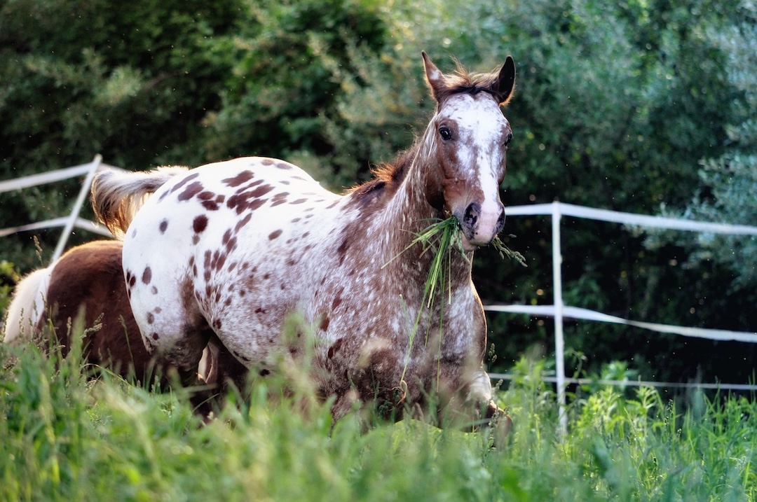 Appaloosa britannique