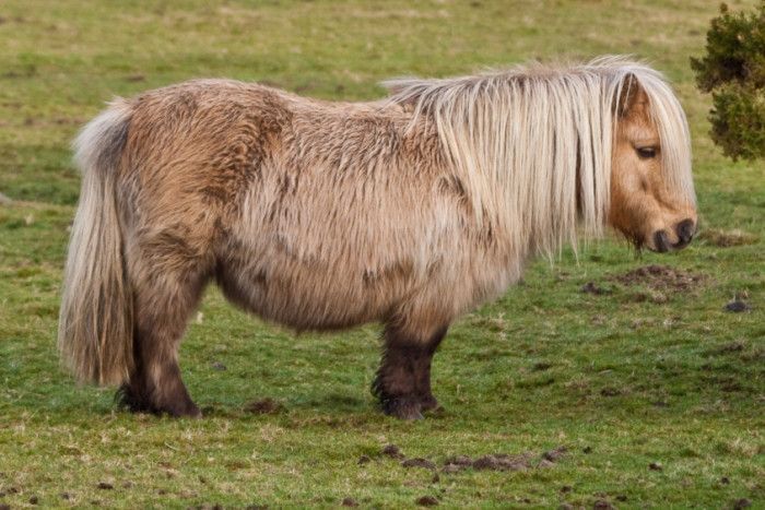 Mini Shetland