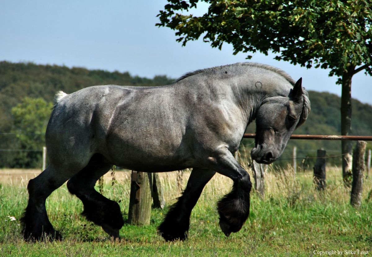Percheron