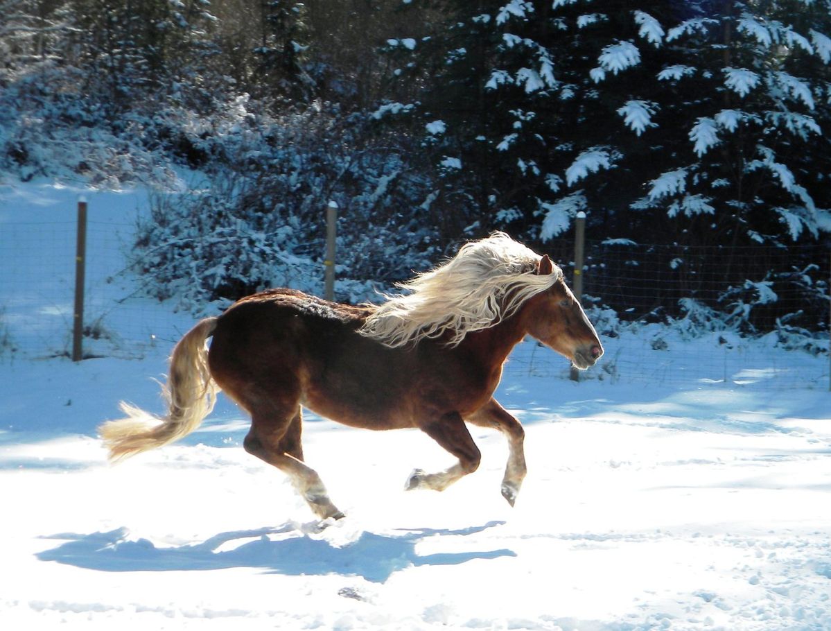 Trait de la Forêt-Noire
