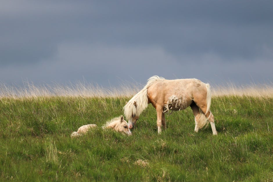 Sportaloosa