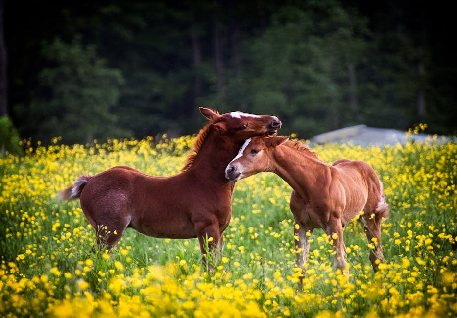 Poney français de selle