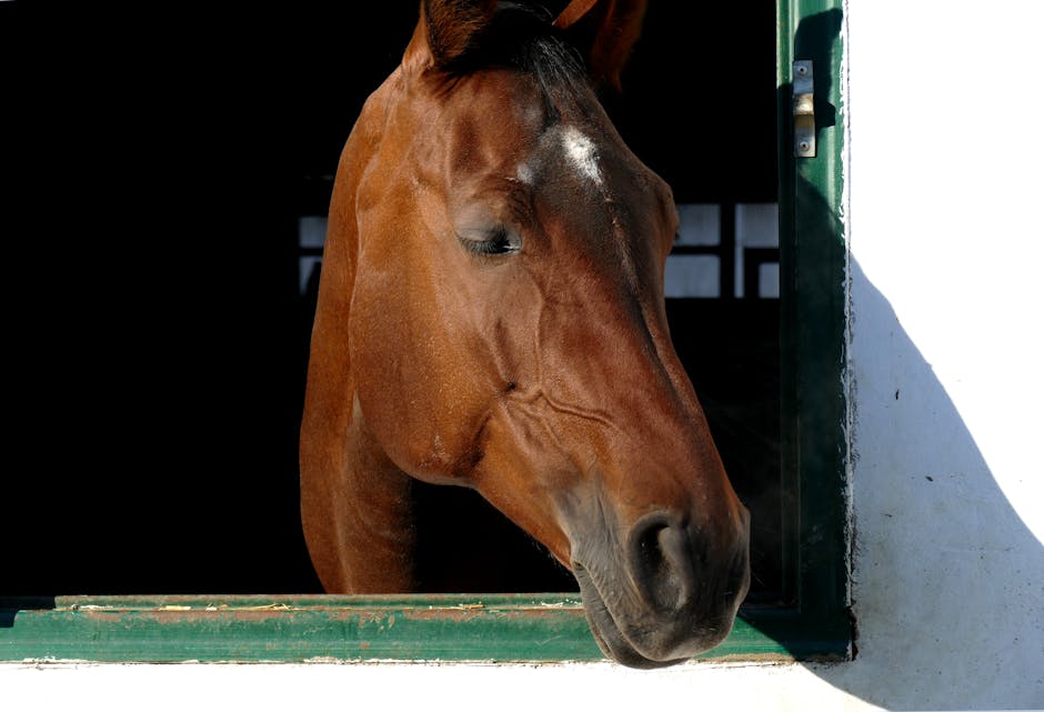 Cheval de la mer noire