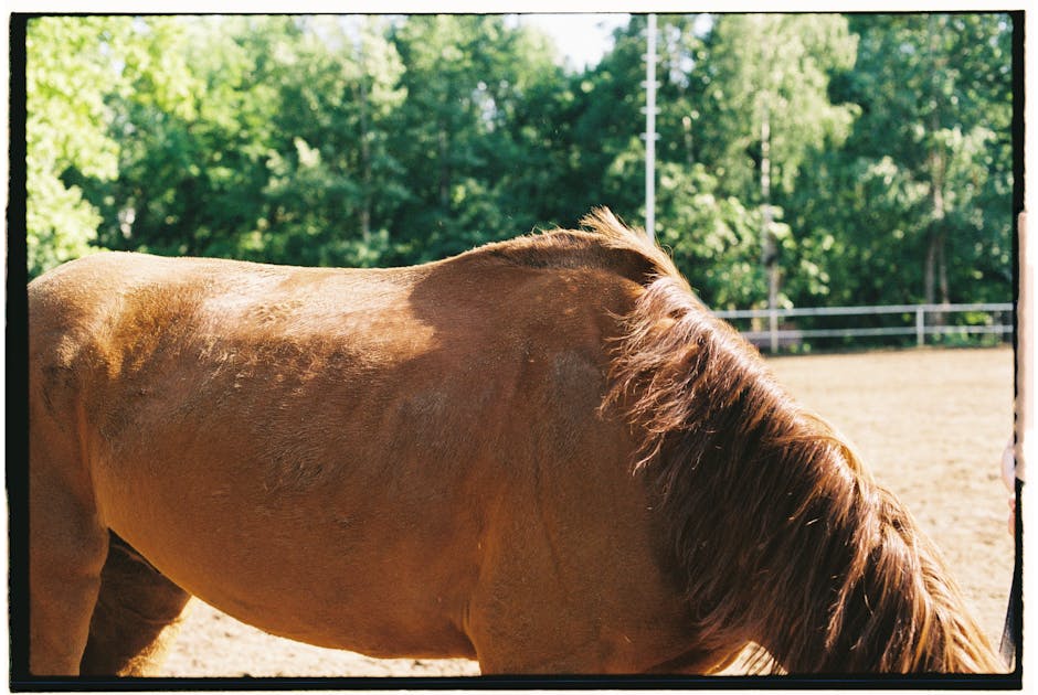 Llanero