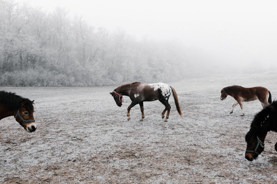 Mountain Pleasure Horse