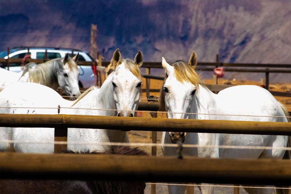 Percheron