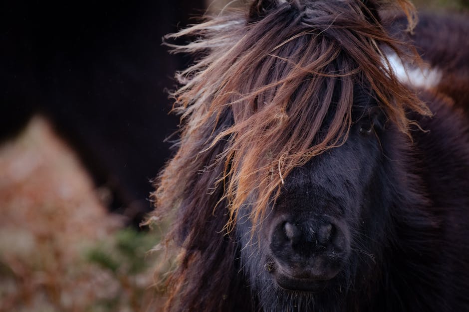 Cheval de sport roumain