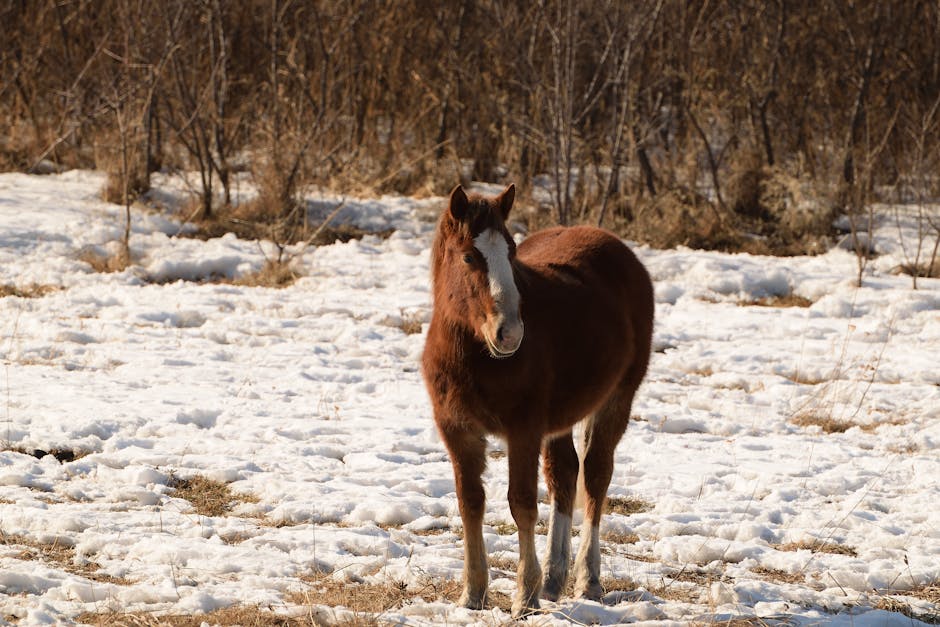 Cheval portugais de sport