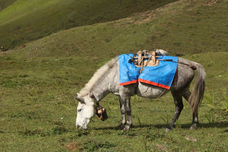 Cheval de sport estonien