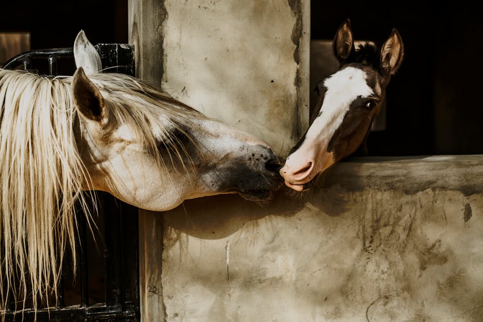 American Draft Pony