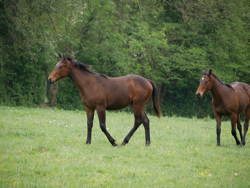 Dartmoor