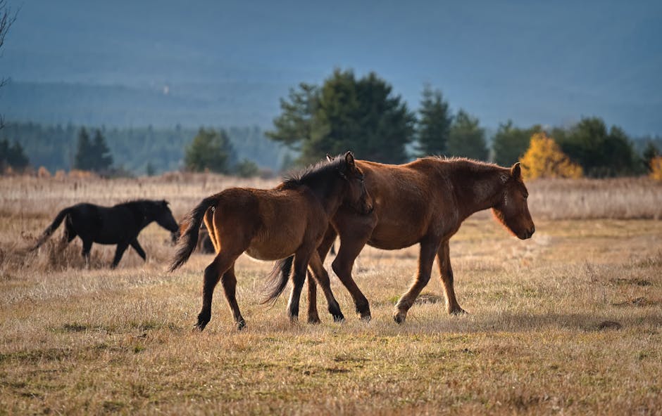 Tuigpaard