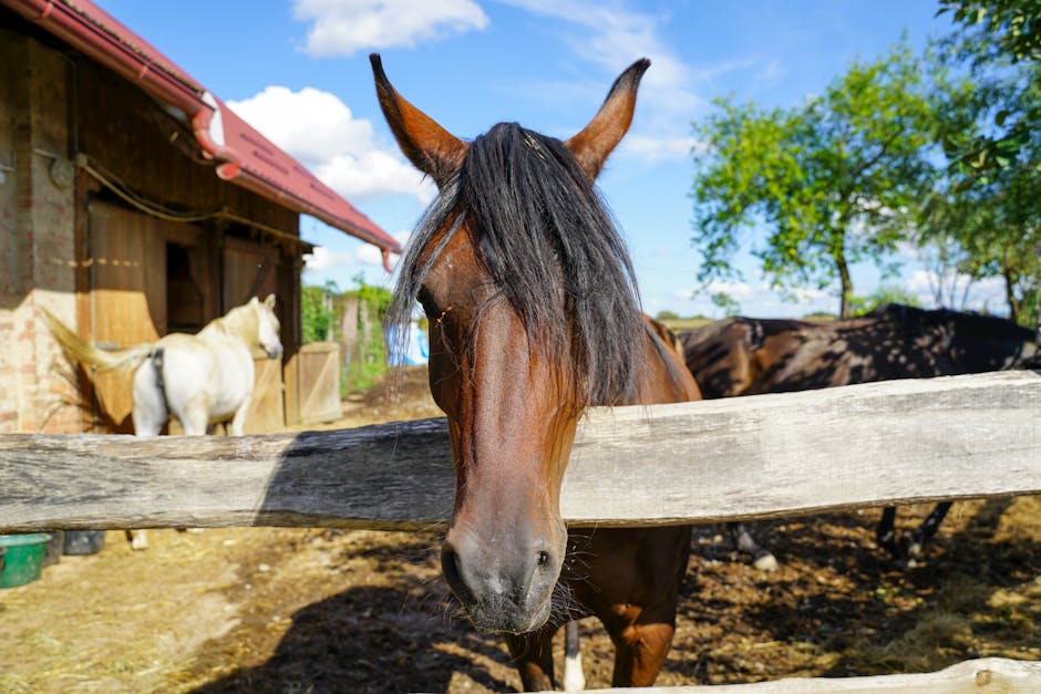 Quarter pony