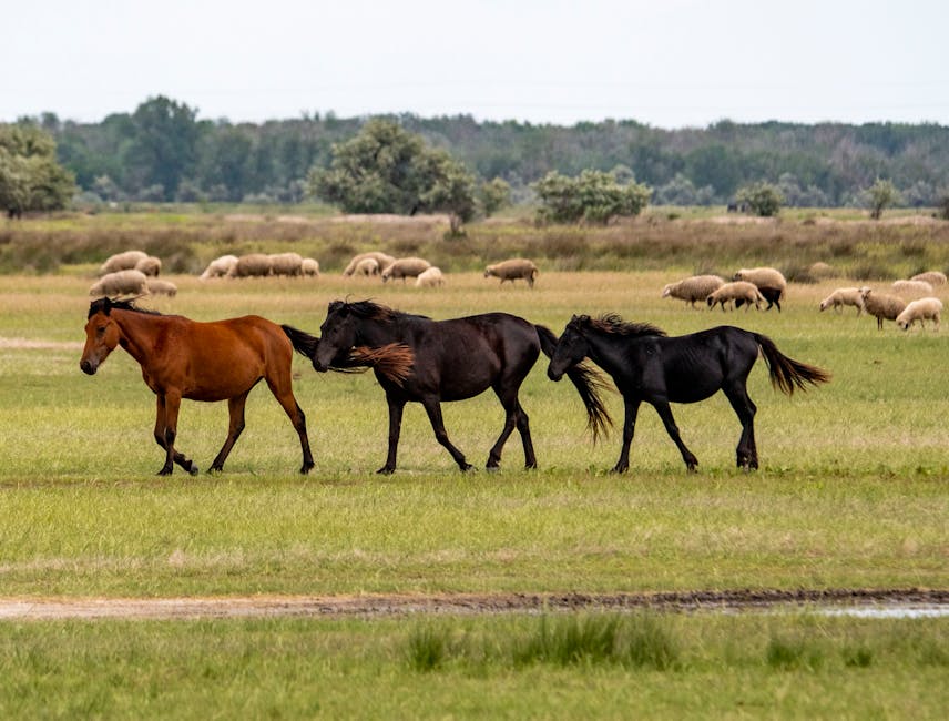 Paint Horse