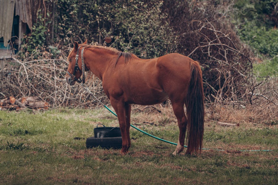 Haflinger