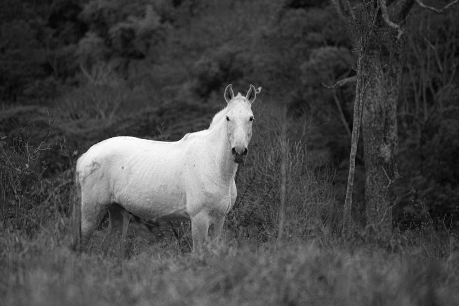 Poney basque