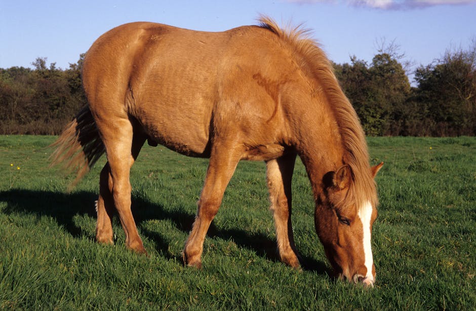 Poney de l'île de Sable