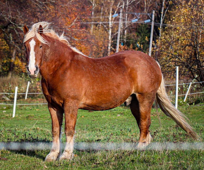 Cheval de Hegardt et Stroebel