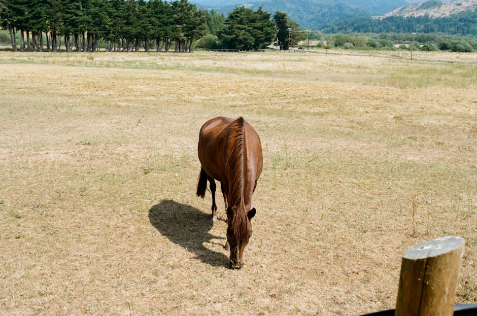 Poney des Mogods