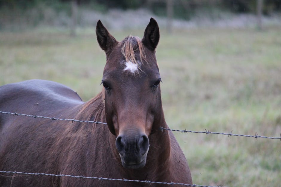 Kiger Mustang