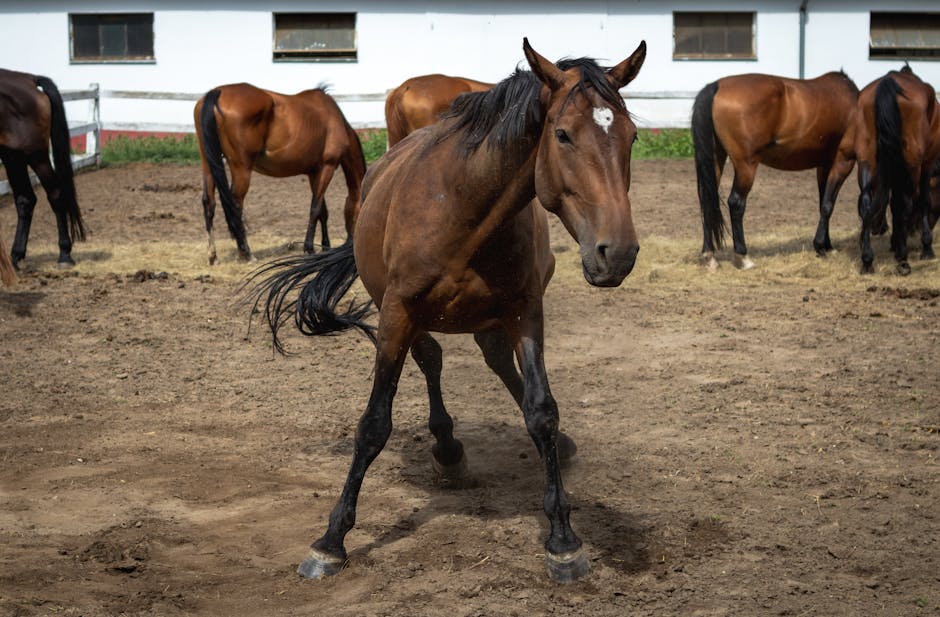 Cheval de sport croate