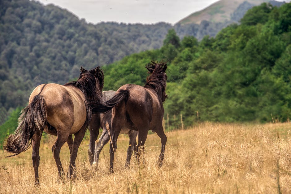 Cheval de Koro