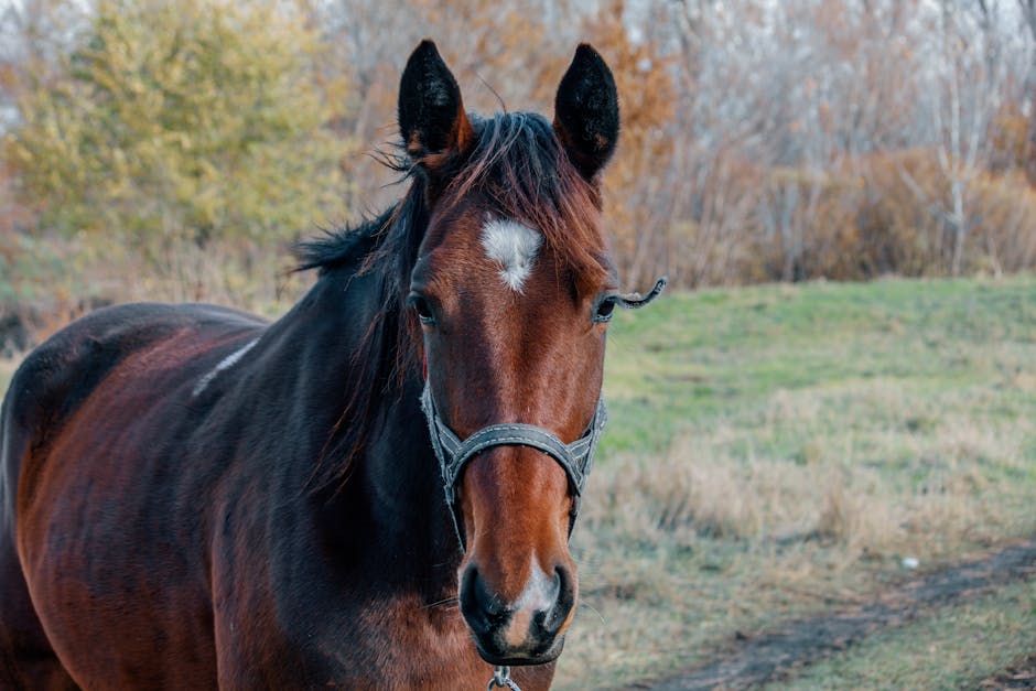 Racking horse