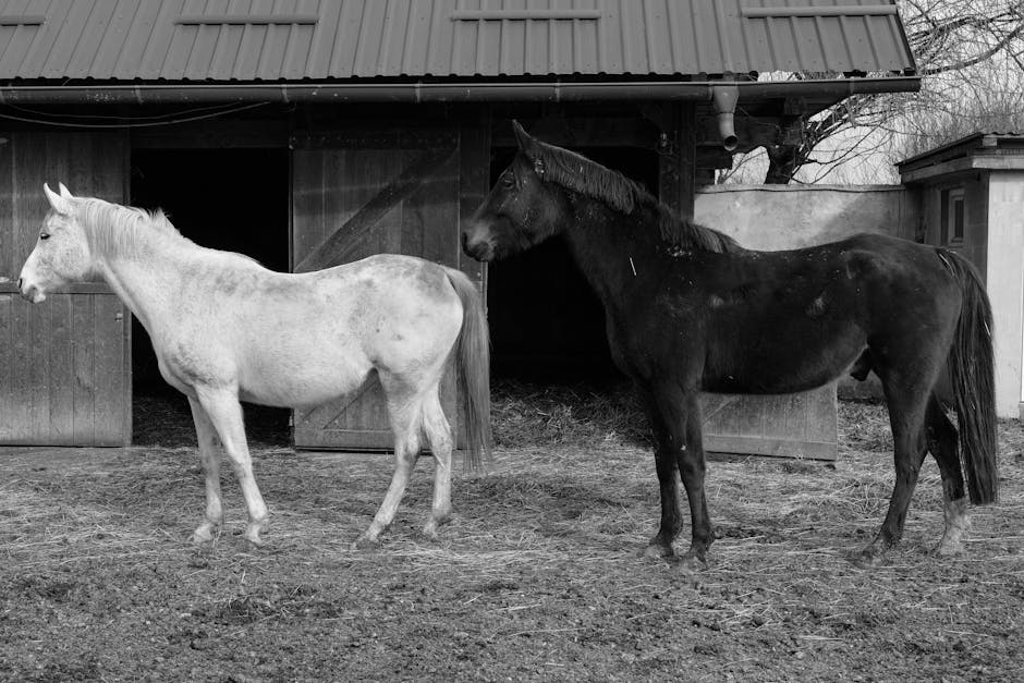 Cheval de sport canadien