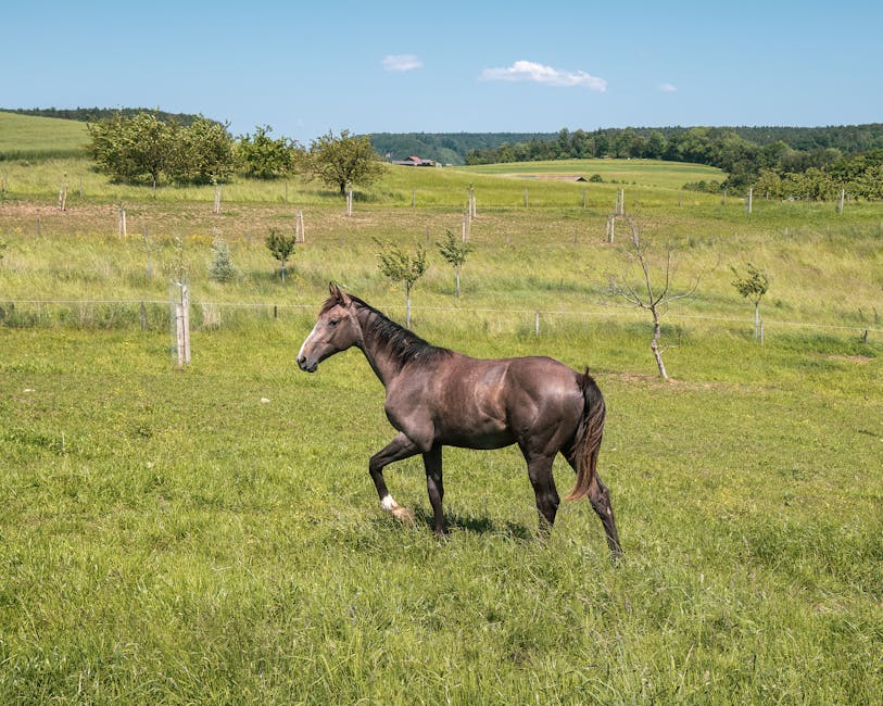 Poney de selle allemand