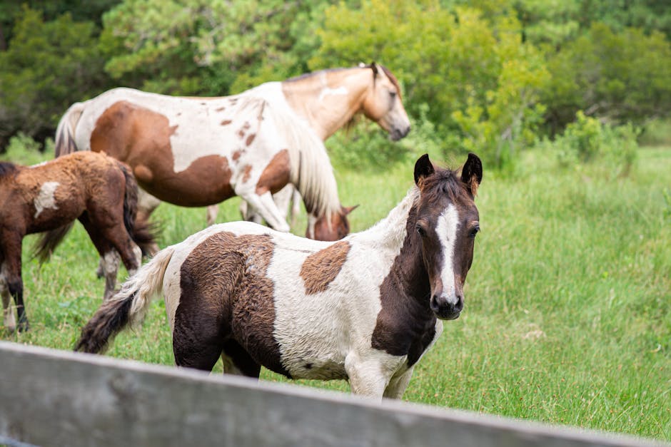 Cheval de sport belge