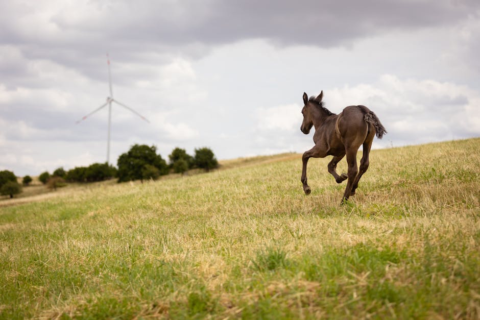 Cheval des Marquises