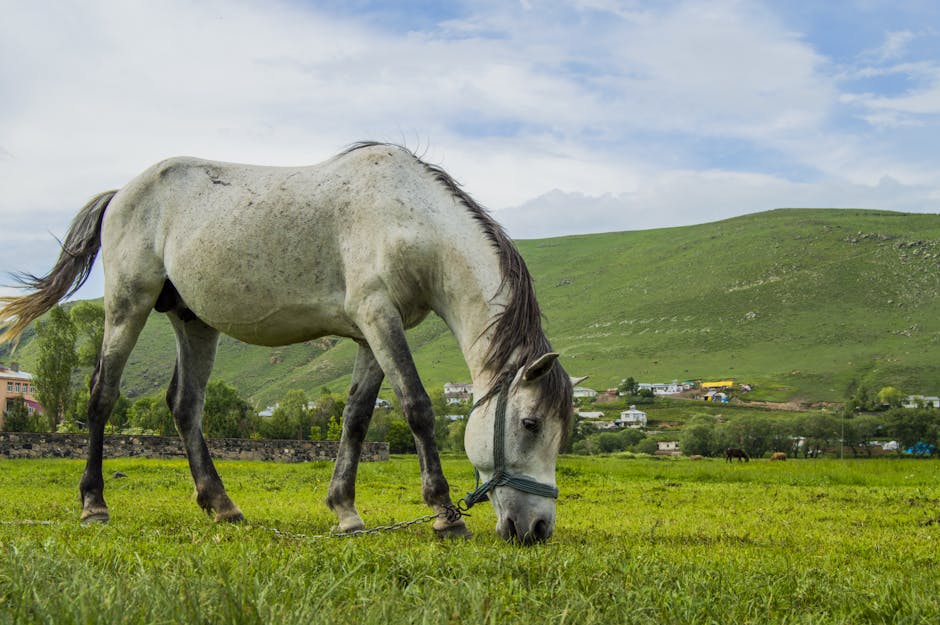 Mangalarga marchador