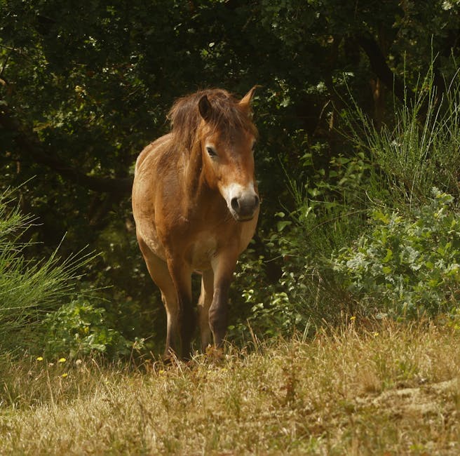 Cheval de Nangchen