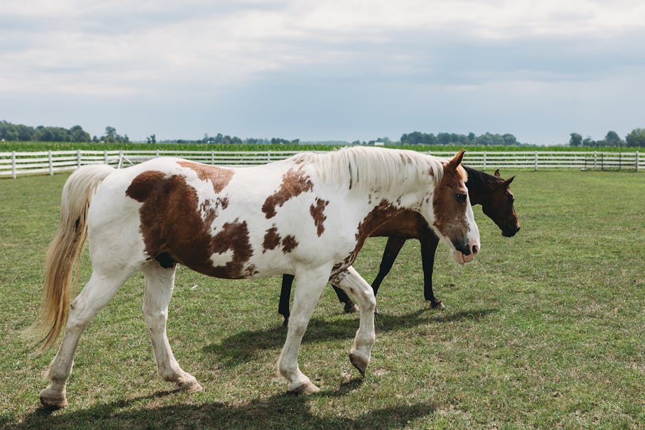 Falabella