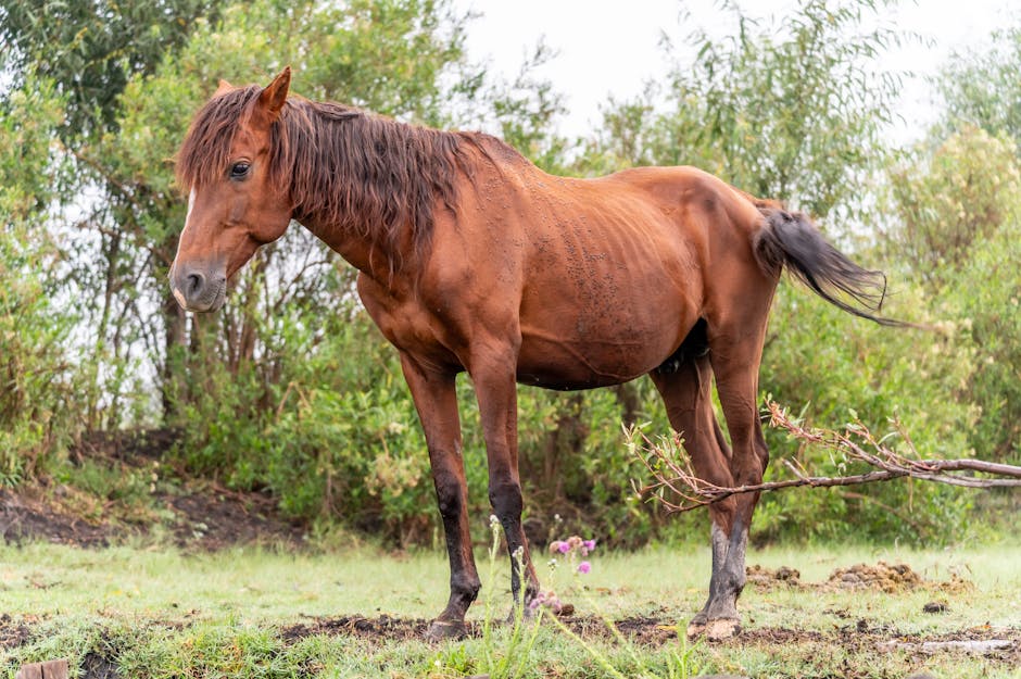 Poney du Sri Lanka