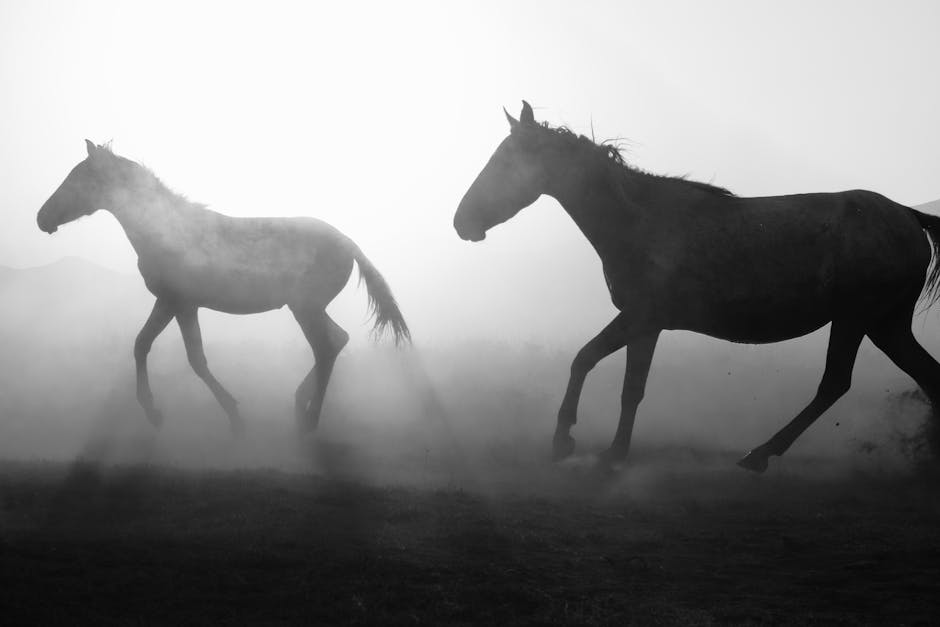 Rocky Mountain Horse