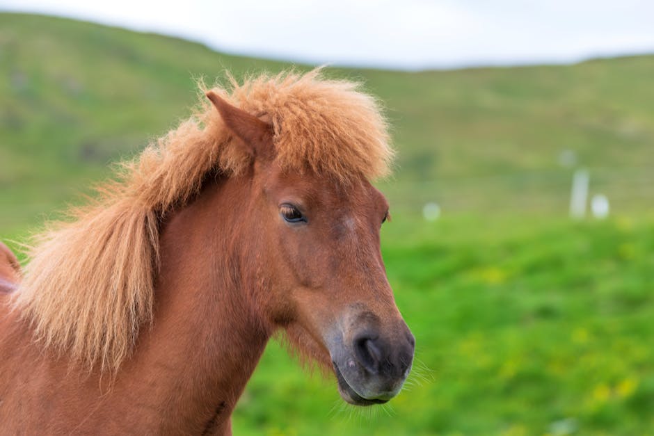 Poney classique allemand